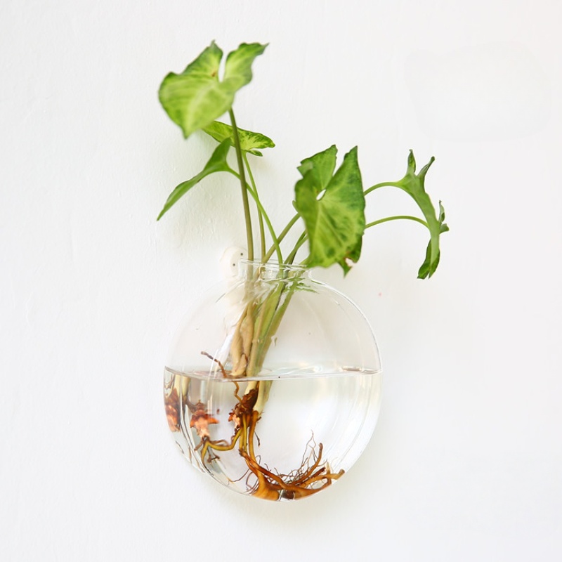 تررم زجاجي معلق على الحائط - ز - مراجعة Self-Watering Planter وسعره